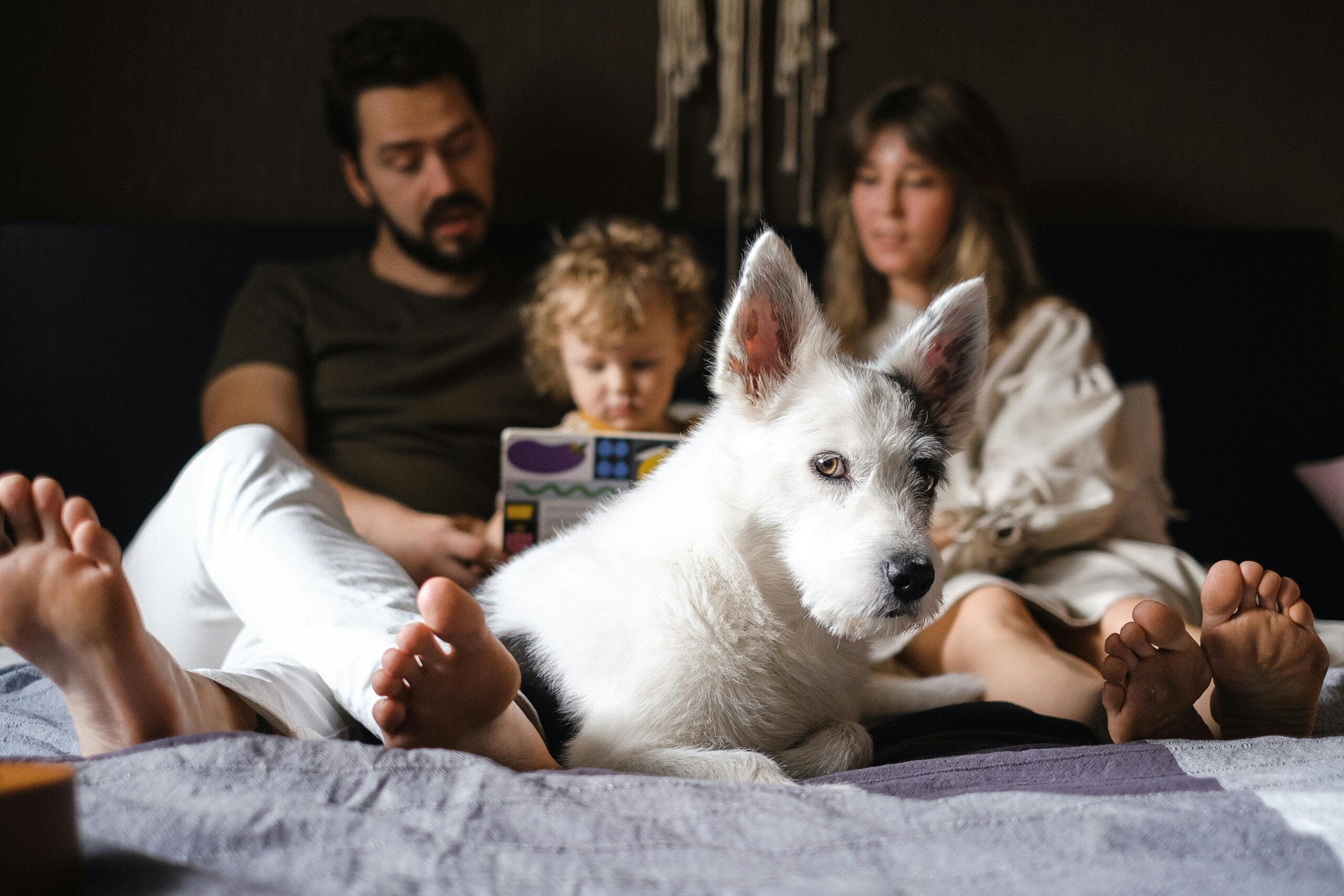 pexels-shvetsa-4586632 How Long Does Divorce Take in Australia? Timeline, Requirements, and Legal Process